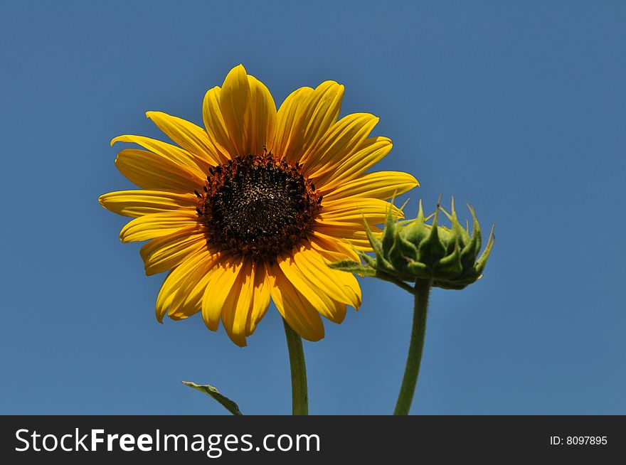 Sunflower close up against a blue sky