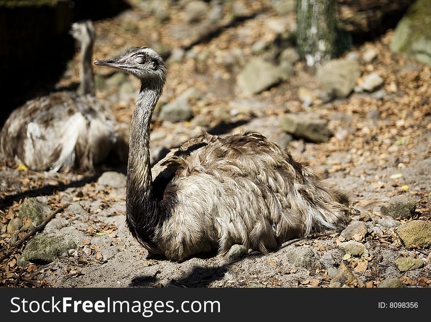 Emus relaxing with autumn sunshine. Emus relaxing with autumn sunshine