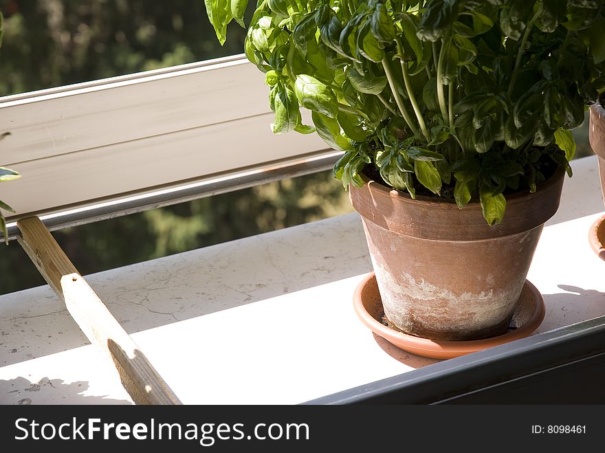Potted basil on window sill