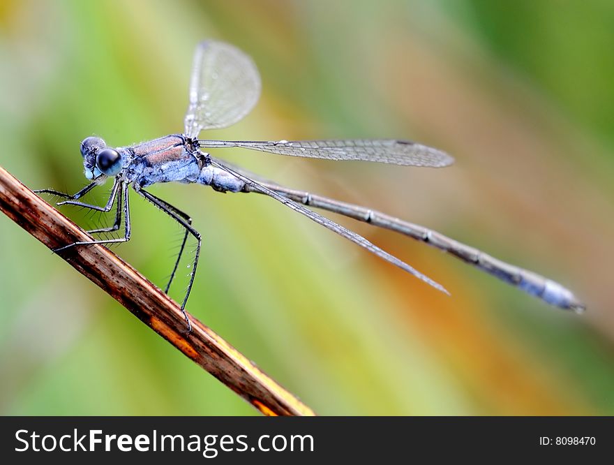 Dark blue dragonfly on a stick. Dark blue dragonfly on a stick