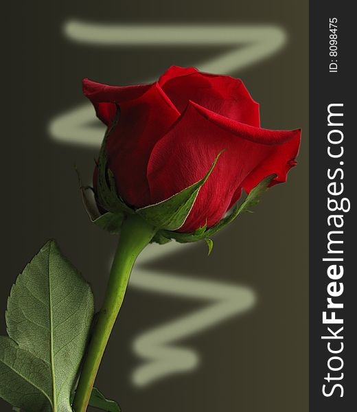 Red rose against a gradient background