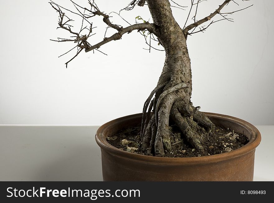 Potted bonsai - detail of root