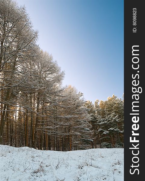 Winter landscape with forest, snow and blue sky