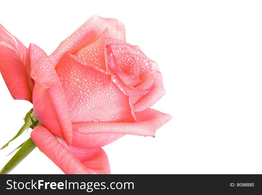 Closeup picture of a beautiful pink rose. Closeup picture of a beautiful pink rose