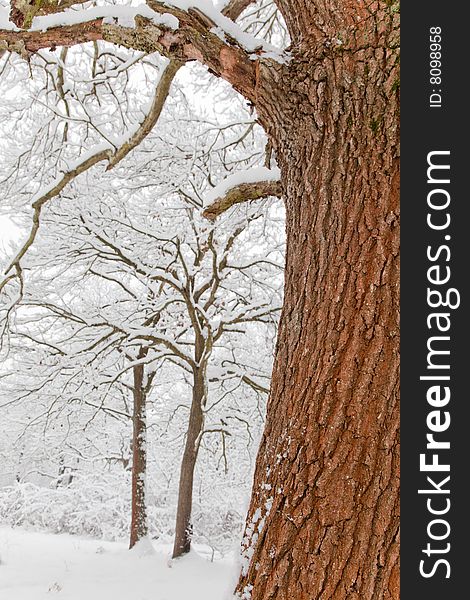 Detail of a oak tree in a snowy forest.