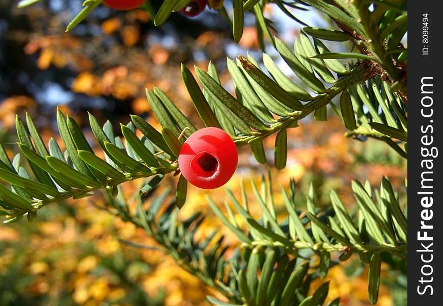 Detail of berry of poisonous common yew