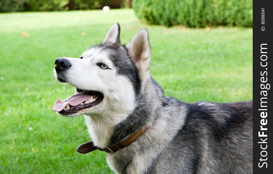 Portrait of siberian husky outdoor. Portrait of siberian husky outdoor