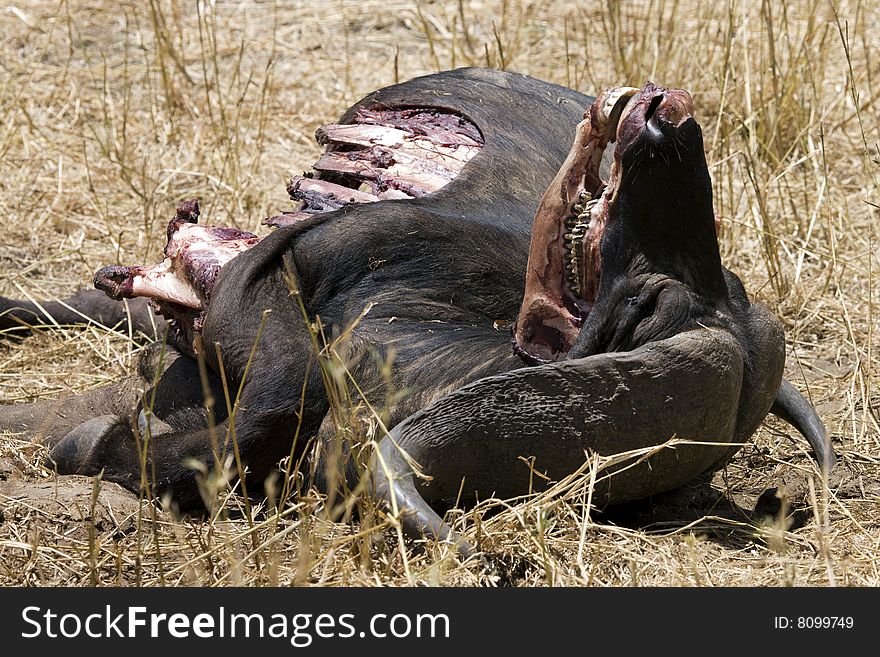 Dead cape buffalo after lion attack