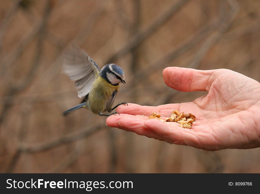 Blue tit landing on a hand to take a nut. Blue tit landing on a hand to take a nut