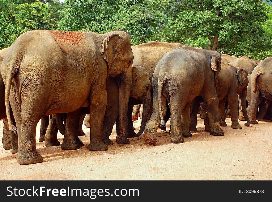 Herd of elephants in Sri Lanka Pinnewela elephant orphanage walk to the river. Herd of elephants in Sri Lanka Pinnewela elephant orphanage walk to the river