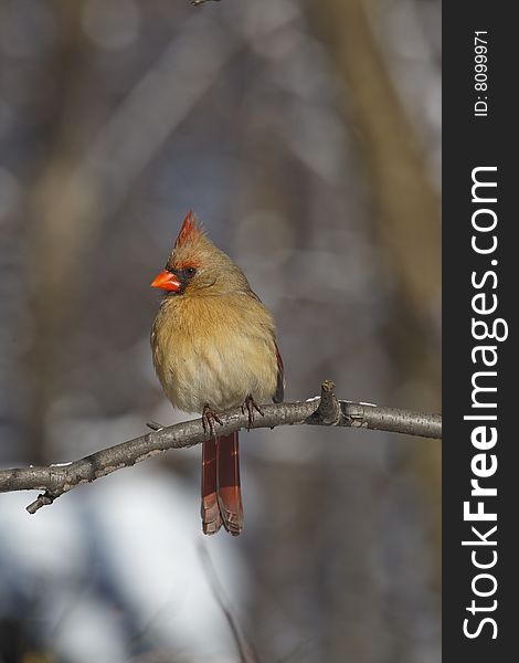 Northern Cardinal (Cardinalis Cardinalis) in Central Park. Northern Cardinal (Cardinalis Cardinalis) in Central Park