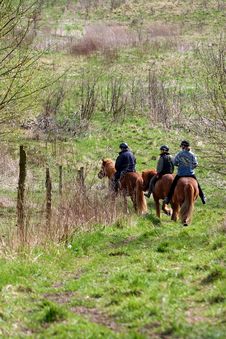 Danish Horses Royalty Free Stock Photo