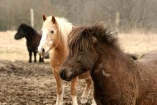 Danish Horses Stock Photo