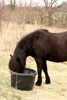 Danish Horses Stock Images