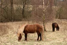Danish Horses Royalty Free Stock Photos