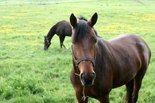 Danish Horses Royalty Free Stock Image