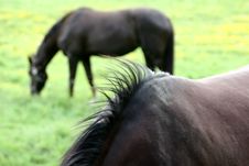Danish Horses Royalty Free Stock Photography