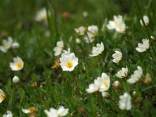 Small White Flowers Royalty Free Stock Photo Small White Flowers Royalty Free Stock Photo
