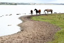 Danish Horses Stock Photos