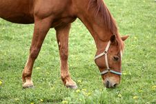 Danish Horses Stock Photo