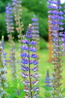 Lupines Royalty Free Stock Images Lupines Royalty Free Stock Images