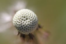 Dandelion Less Seeds Stock Photos Dandelion Less Seeds Stock Photos