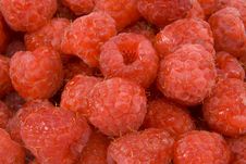 Close Up Raspberries Royalty Free Stock Photos Close Up Raspberries Royalty Free Stock Photos
