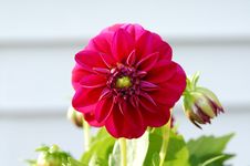 Dahlia Stock Photography