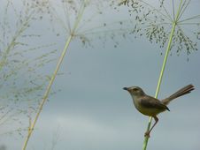 Small Bird Polkichcha Stock Photo Small Bird Polkichcha Stock Photo