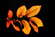 Shadows On Leafs Stock Photography Shadows On Leafs Stock Photography