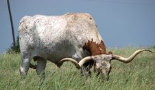 Grazing Bull Stock Image Grazing Bull Stock Image