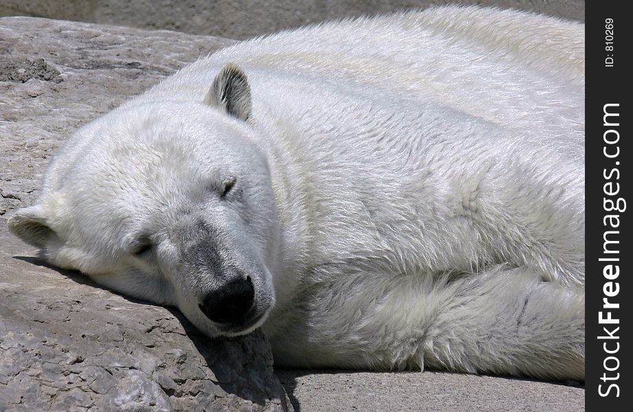 One tired polar bear.