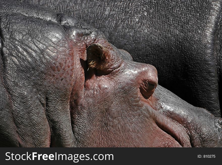 A couple of hippos, hanging out.