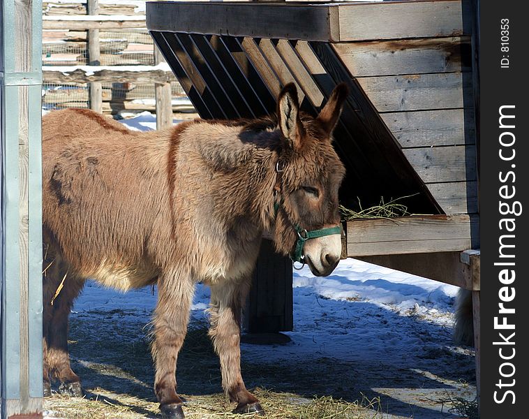 A donkey standing by a food trough