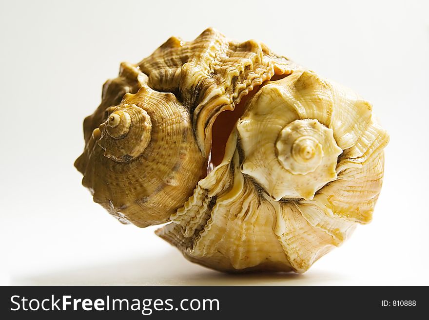 Two Sea Shell - 5