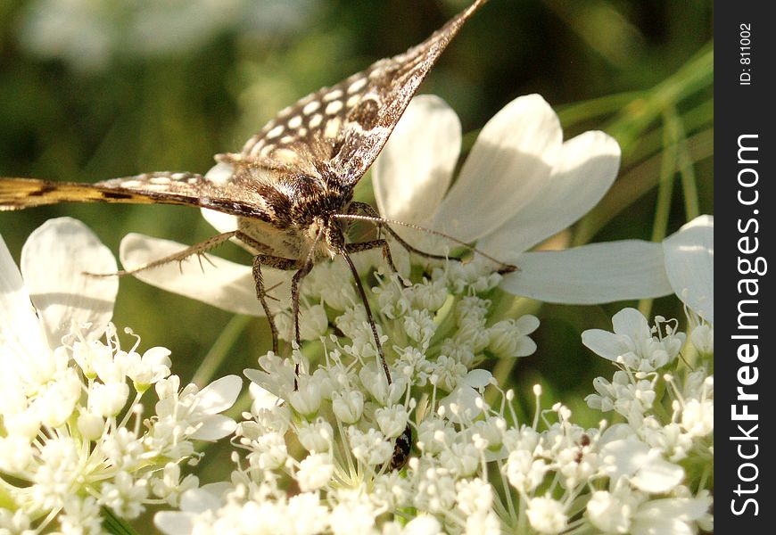 Butterfly and White flower