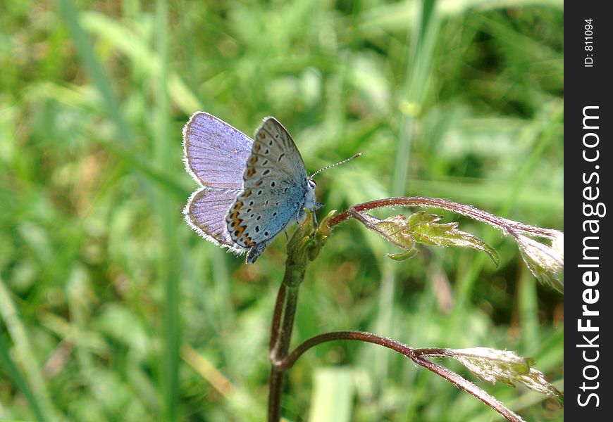 Beauty Buterfly. Beauty Buterfly