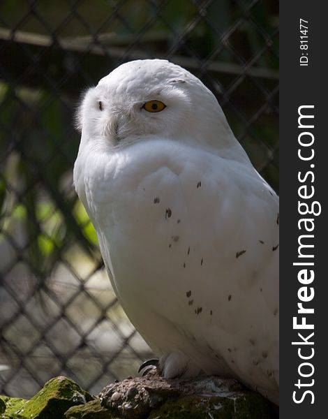 Snowy Owl I