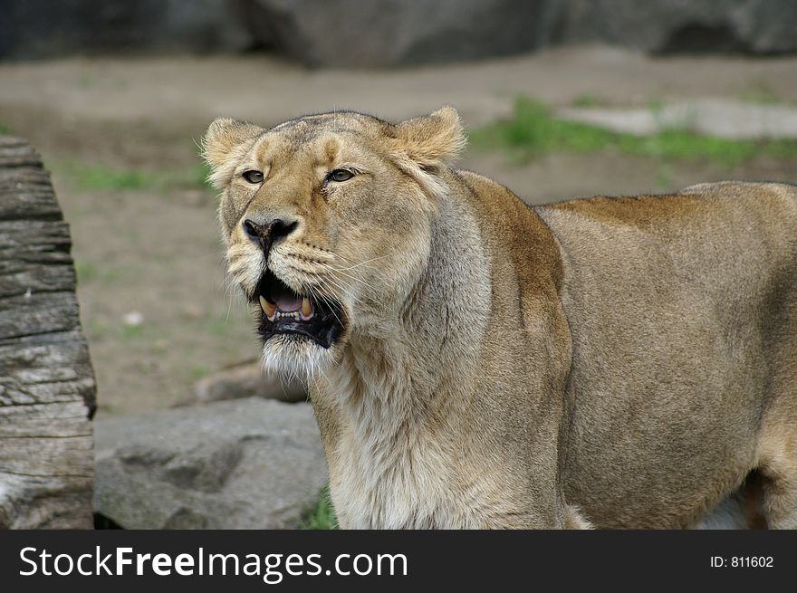 Portrait of lioness in zoo/berlin