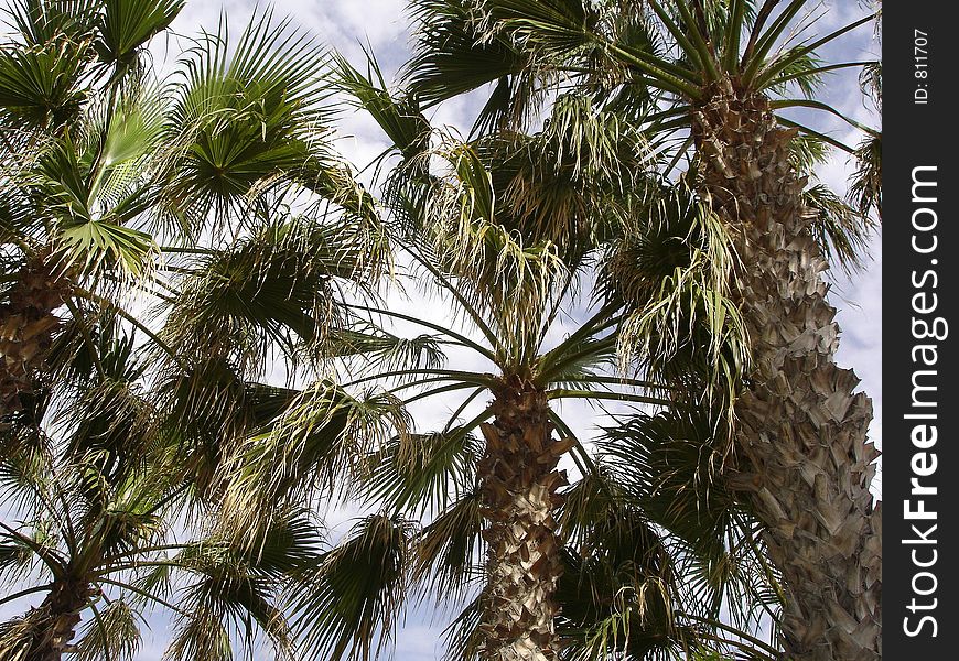 Palm trees. Palm trees