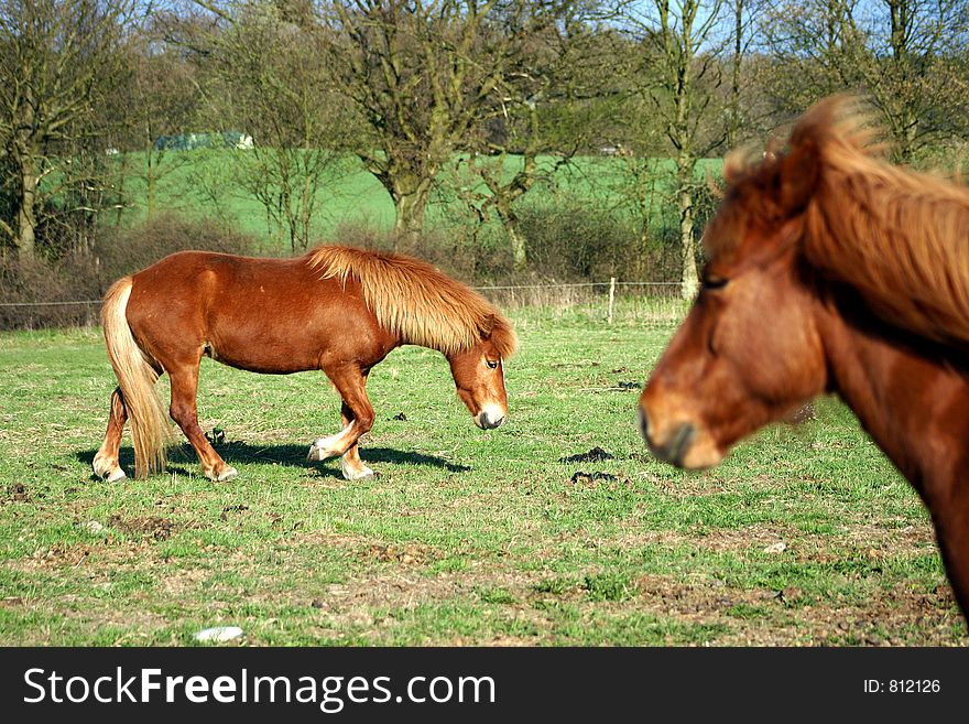 Danish horses on a field in the summer