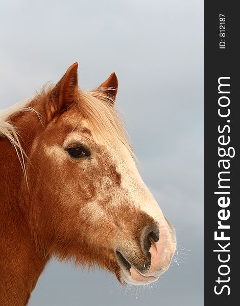 Danish Horses