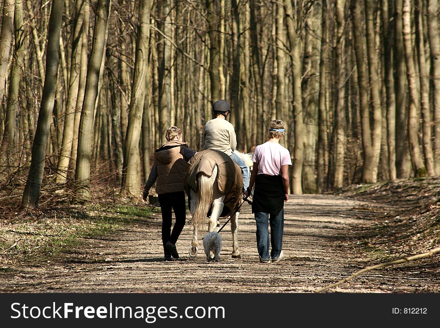 Danish horses on a field in the summer