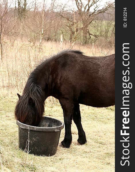 Danish horses