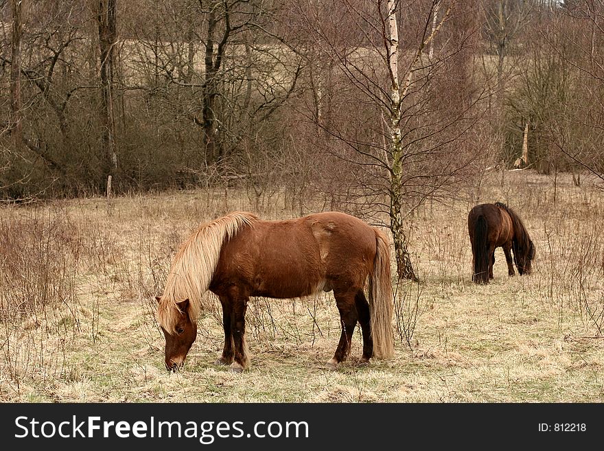 Danish horses on a field in the summer