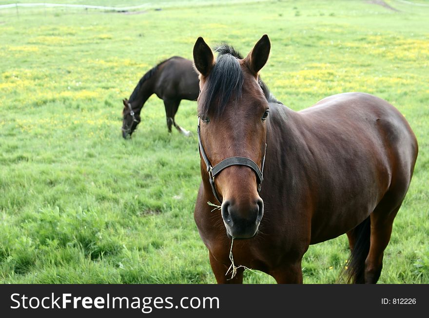 Danish horses on a field in the summer