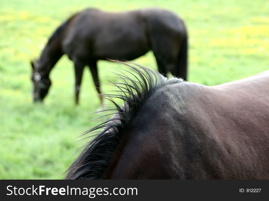 Danish horses on a field in the summer