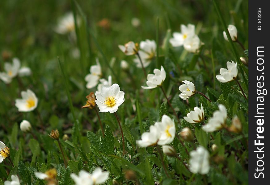 Small white flowers