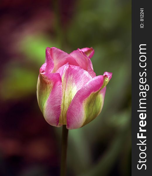 Pink tulip isolated in green