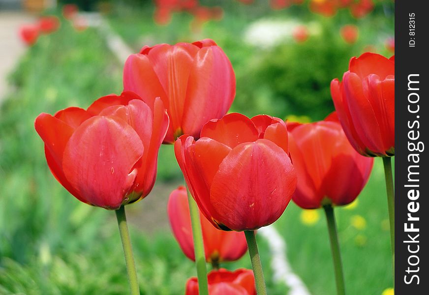 Tulips in group. Tulips in group